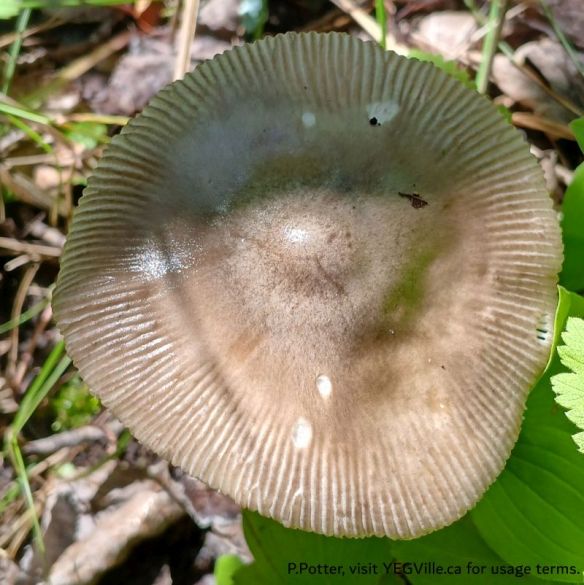 Amanita Mushrooms Genus Amanita, Bigoray NA, 2025-07-15, P. Potter.