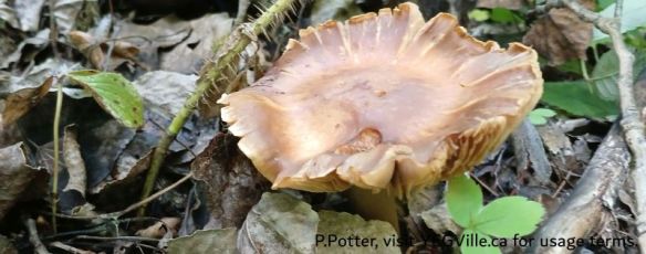 Family Cortinariaceae, Bigoray NA, 2025-07-15, P. Potter.