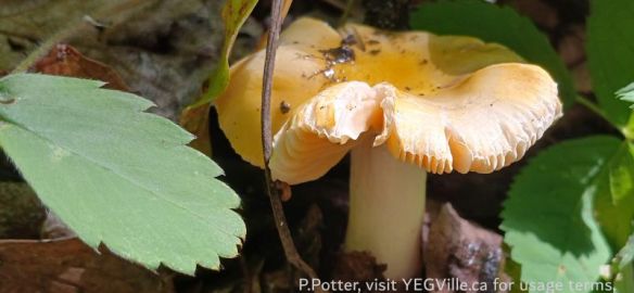Brittlegills Genus Russula, Bigoray NA, 2025-07-15, P. Potter.