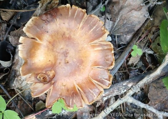 Family Cortinariaceae, Bigoray NA, 2025-07-15, P. Potter.