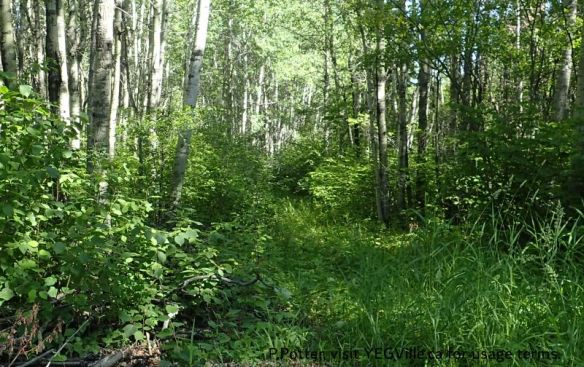 Disused ATV track heading North along the East boundary of the site, Bigoray NA, 2025-07-15, P. Potter.