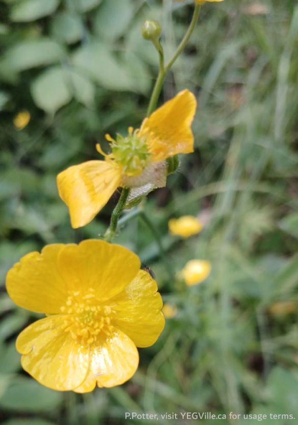 Buttercups Genus Ranunculus, Pembina River - Moon Lake NA, 2025-07-15, P. Potter.
