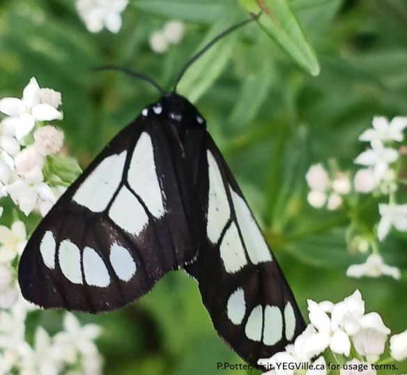 Police Car Moth Gnophaela vermiculataResearch Grade, Pembina River - Moon Lake NA, 2025-07-15, P. Potter.