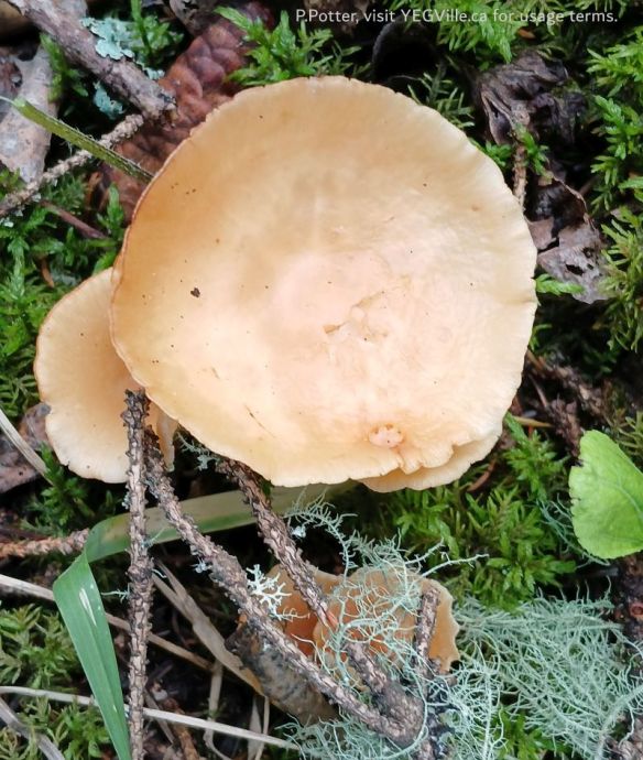 Funnels Genus Infundibulicybe, Pembina River - Moon Lake NA, 2025-07-15, P. Potter.