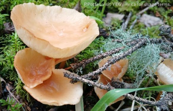 Funnels Genus Infundibulicybe, Pembina River - Moon Lake NA, 2025-07-15, P. Potter.