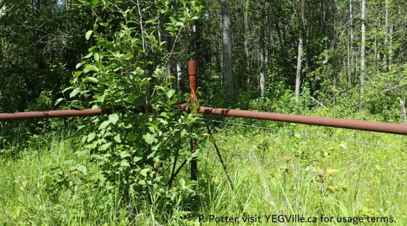 Looking NW into the SE corner of the site from the adjoining property, Pembina River - Moon Lake NA (South), 2025-07-15, P. Potter.