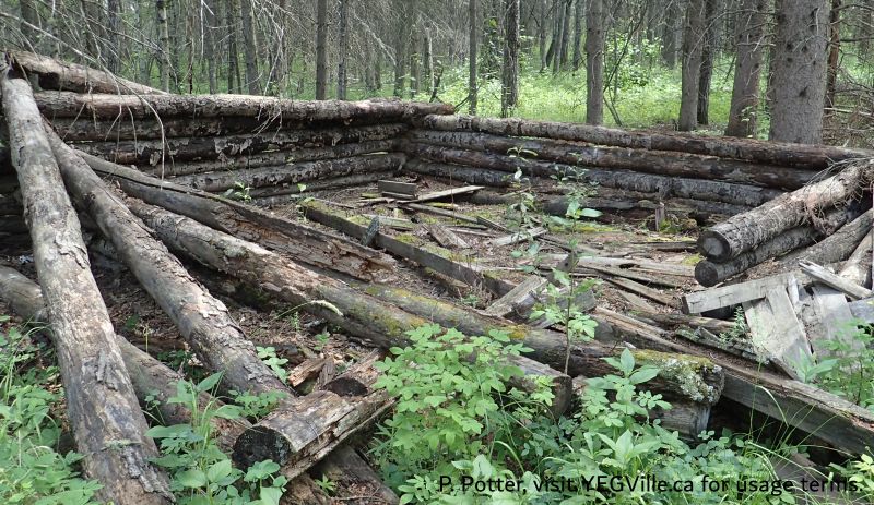 Long since abandoned cabin found in the SE corner of the site, Pembina River - Moon Lake NA (South), 2025-07-15, P. Potter.