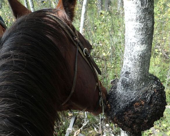 Jibs enjoying a snack of Corky bark disease, 2025-09-14, P. Potter.
