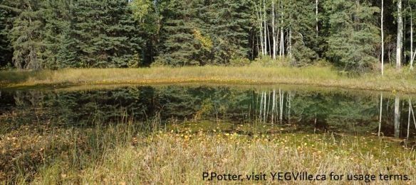 Still pond in the NE corner of the NA, 2025-09-14, P. Potter.