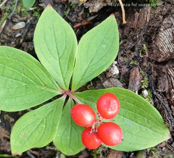 Ripe Bunchberries, Buck Lake Creek NA, 2025-09-14, P. Potter.