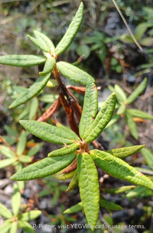 Bog Labrador Tea (Rhododendron groenlandicum), Buck Lake Creek NA, 2025-09-14, P. Potter.