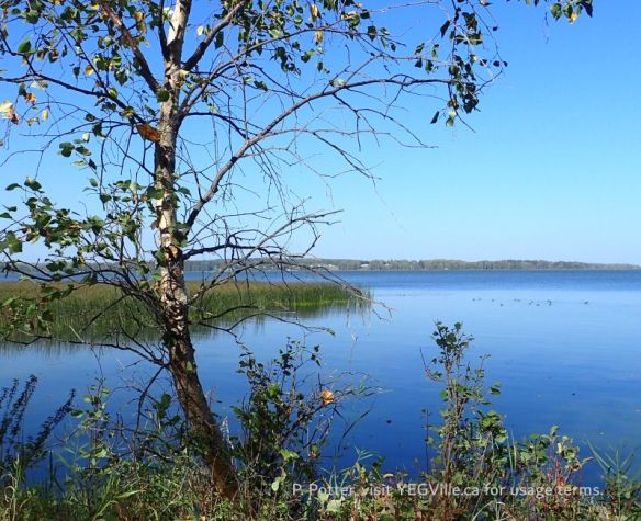 Looking NW into the lake from the parcel, Buck Lake NA (South), 2025-09-17, P. Potter.