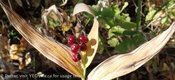 A mayflower variety in the riparian region of the parcel, Buck Lake NA (South), 2025-09-17, P. Potter.
