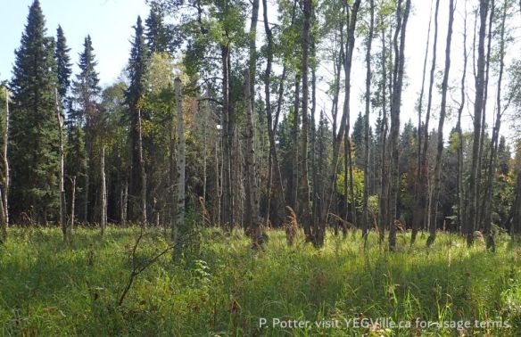 Looking South into the parcel at a distinct line of spruce trees demarking where the grassy area transitions into forest, Buck Lake NA (South), 2025-09-17, P. Potter.