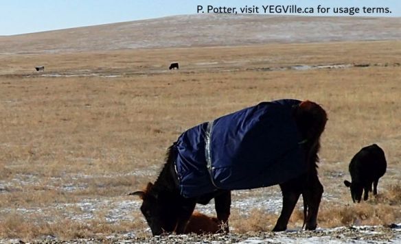 Cow wearing a makeshift jacket to keep the chill off, 2025-12-06, Sukbaatar Drive Back, P. Potter.
