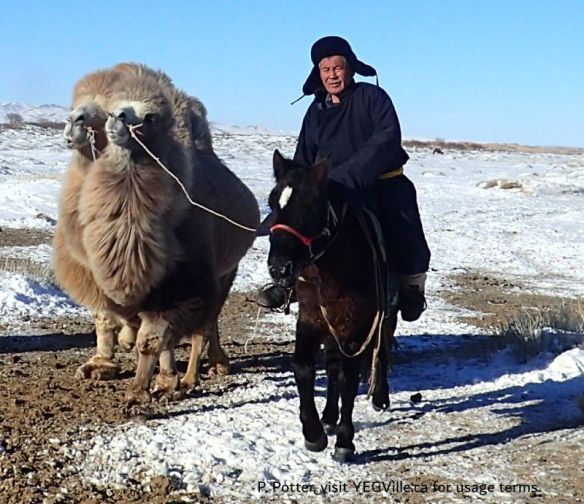 Herder bringing the camels in to his camp, 2025-12-08, Camel ride, P. Potter.