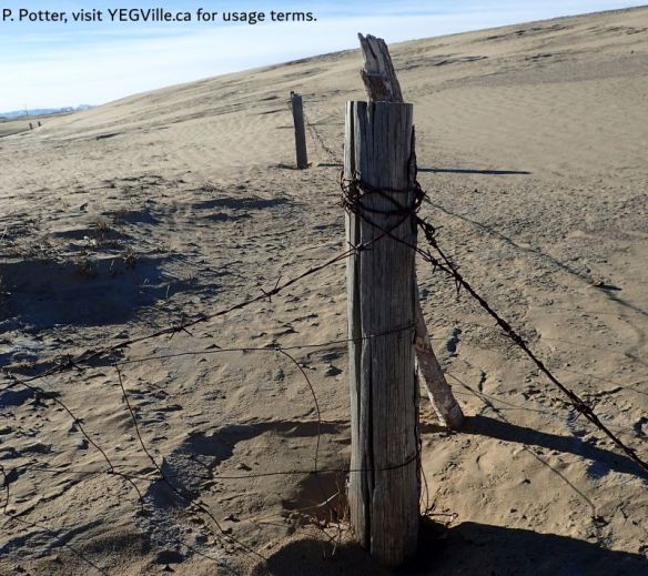 Windswept and desiccated fences on the semi-Gobi's dunes, 2025-12-08, Camel ride, P. Potter.