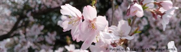 Citrus Park Setoda, cherry blossoms, 2026-03-29, P. Potter.