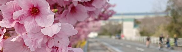 Cherry blossoms and cyclists, Japan, 2026-03-29, P. Potter.