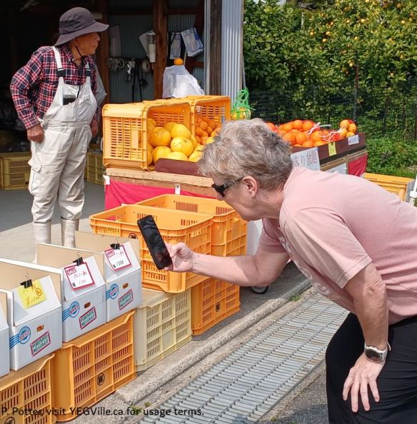 Danielle buying oranges for the group, near Ikuchijima ferry terminal, 2026-03-29, P. Potter.