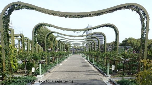 Rose garden (not yet in bloom), Fukuyama, 2026-31-31, P. Potter.