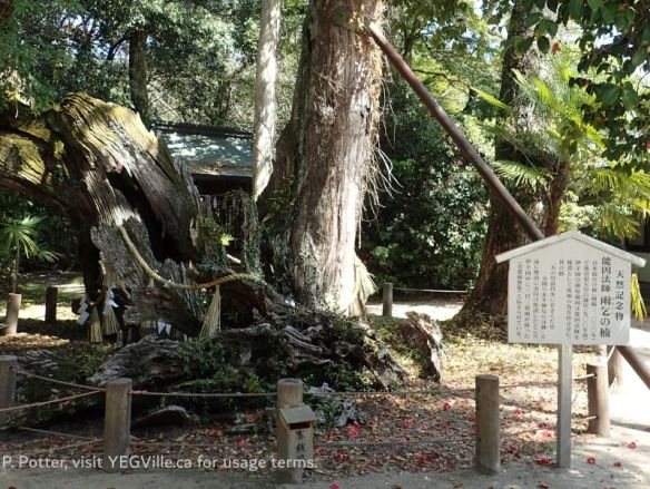 3,000 year old camphor tree, it may have seen better days, 2026-04-03, Omishima Island, P. Potter.