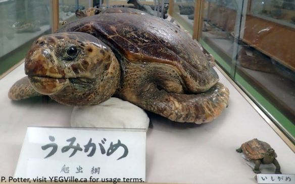 A stuff sea turtle, 2026-04-04, Maritime Museum, Omishima, P. Potter.