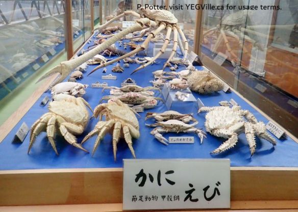 A giant spider crab, 2026-04-04, Maritime Museum, Omishima, P. Potter.