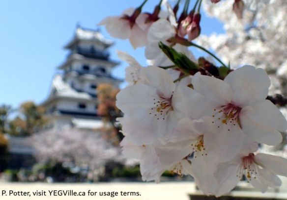 Cherry blossoms in the castle grounds, 2026-04-05, Imabari Castle, P. Potter.