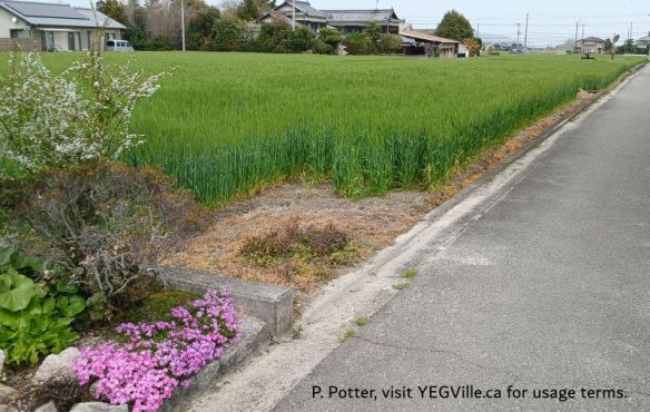 A quintessential image from urban Japan, newish homes, a tidy flower garden, and wheat still being grown in a small lot, 2026-04-05, Imabari Castle, P. Potter.