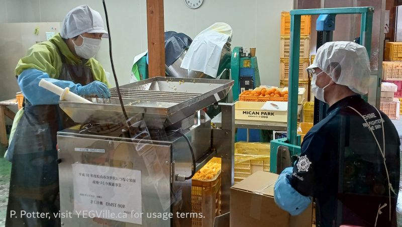 The messy process of making yummy orange marmalade, 2026-04-09, Matsuyama and area, P. Potter.
