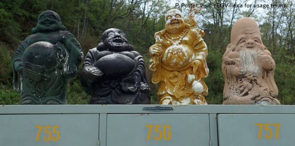 Four jolly buddhas atop of old school lockers, found in a hoarder’s yard filled with amazing treasures (and junk), 2026-04-13, Coastal Drive from Kure, P. Potter.