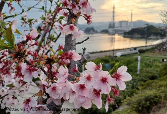 Cherry blossoms and industrial facilities, a study of Japan, 2026-04-14, Tabist & Last Ride Day, P. Potter.