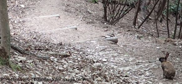 Rabbits appear out of nowhere on the trail, 2026-04-14, Rabbit Island, P. Potter.