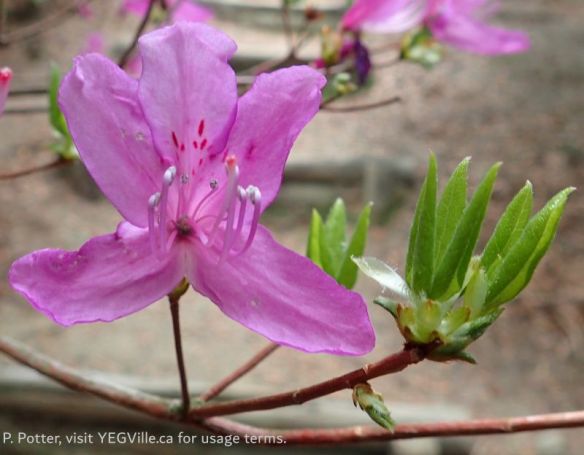Delicate blooms on the trail, 2026-04-14, Rabbit Island, P. Potter.