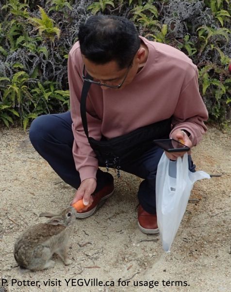 A fellow hiker stopped to provide a tasty carrot to a local inhabitant, 2026-04-14, Rabbit Island, P. Potter.