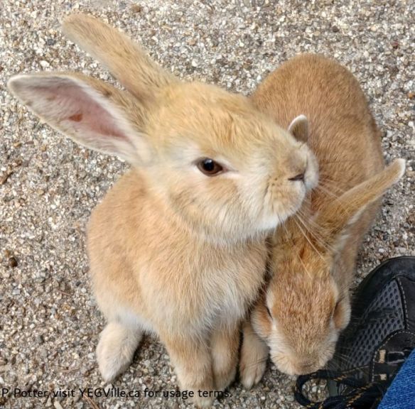 Two inhabitants looking for a tasty treat, 2026-04-14, Rabbit Island, P. Potter.