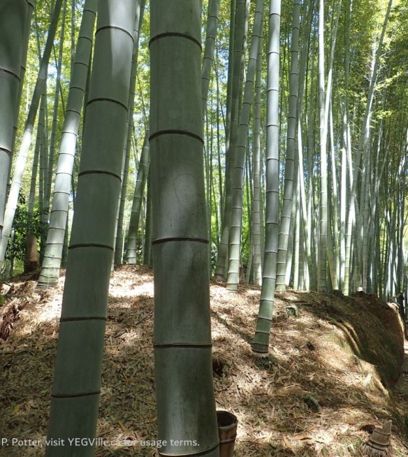 A manicured bamboo grove, Kōdai ji’s Zen gardens, 2026-04-17, P. Potter.