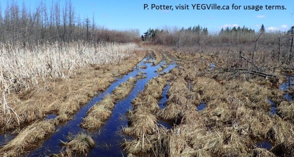 Looking into a wet area in the NE corner of the site, too deep to walk across, NW of Bruderheim (East Parcel), 2026-05-05, P. Potter.