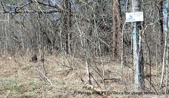 A lonely boundary sign, NW of Bruderheim (West Parcel), 2026-05-05, P. Potter.