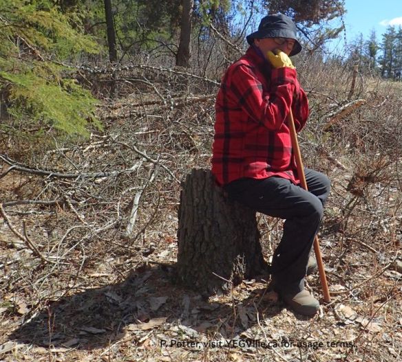 Charles, the old man of the Natural Area, NW of Bruderheim (West Parcel), 2026-05-05, P. Potter.