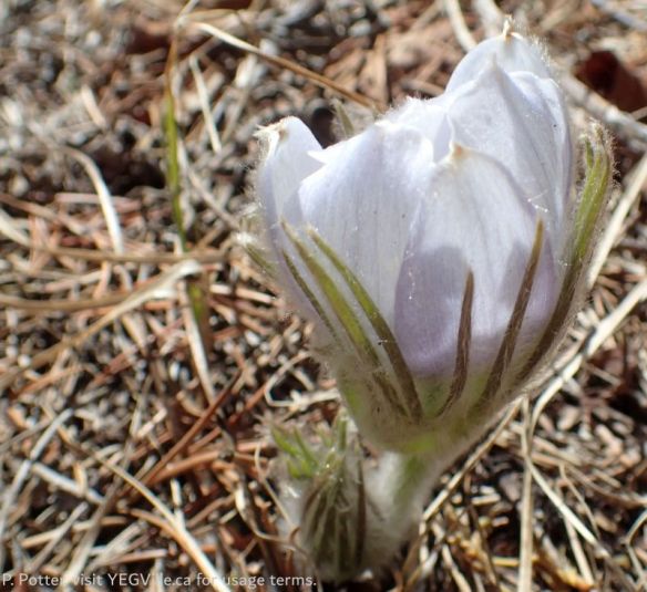 Prairie Crocus (Pulsatilla patens), NW of Bruderheim (West Parcel), 2026-05-05, P. Potter.