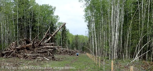 Looking West at a hiker walking along the new fence line, Bridge Lake NA (PNT), 2026-05-26, P. Potter.