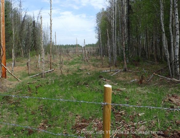 Looking North along the West boundary of the site towards the lake, Bridge Lake NA (PNT), 2026-05-26, P. Potter.