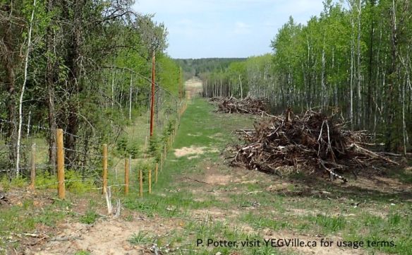 Looking North along the West boundary of the site from approximately the mid-point, Bridge Lake NA (PNT), 2026-05-26, P. Potter.