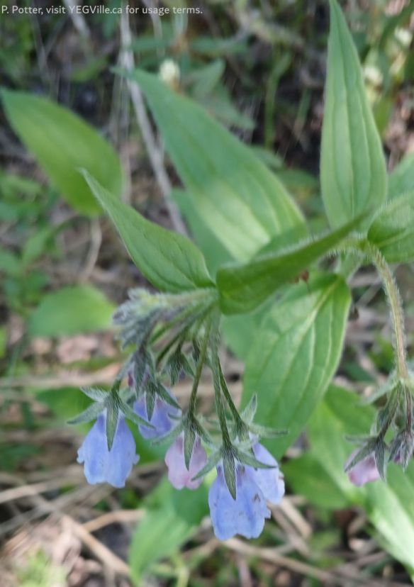 Tall Bluebells Mertensia paniculata, Armstrong Lake PNT – North Parcel (iNat Observation), 2026-06-09, P. Potter.