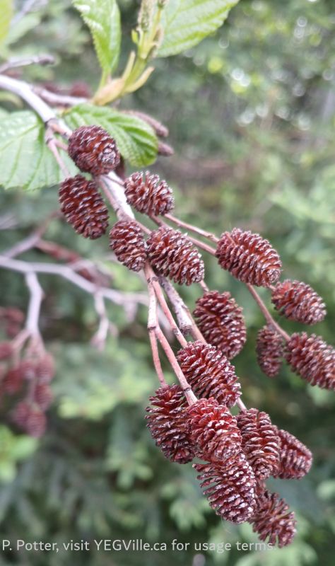 Alders Genus Alnus, Armstrong Lake PNT – North Parcel (iNat Observation), 2026-06-09, P. Potter.