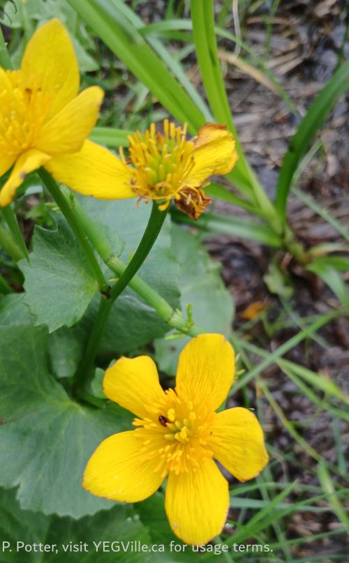 Marsh Marigold Caltha palustris, Armstrong Lake PNT – North Parcel (iNat Observation), 2026-06-09, P. Potter.
