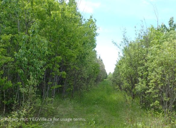 Looking South along the West Boundary formed by an ATV track, Armstrong Lake PNT – North Parcel, 2026-06-09, P. Potter.