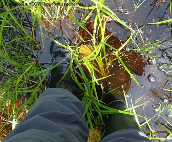Brackish water on the West boundary ATV Track, Armstrong Lake PNT – North Parcel, 2026-06-09, P. Potter.